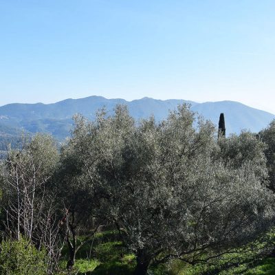For sale large olive grove in Vafkeri.