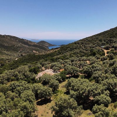 Large olive grove in Sivota Lefkada.